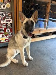 Found/Stray Female Dog last seen Curtis Park Area, Sacramento, CA 95820