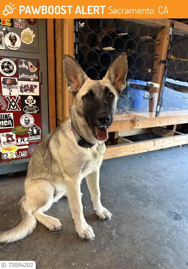 Found/Stray Female Dog last seen Curtis Park Area, Sacramento, CA 95820