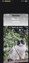 Reunited Female Cat last seen Sharon Way and Jason Way, Modesto, CA 95354