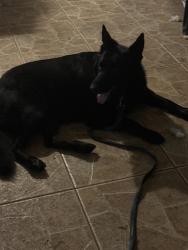 Reunited Female Dog last seen Near ave snd 174 street Palmetto Bay, Palmetto Bay, FL 33157