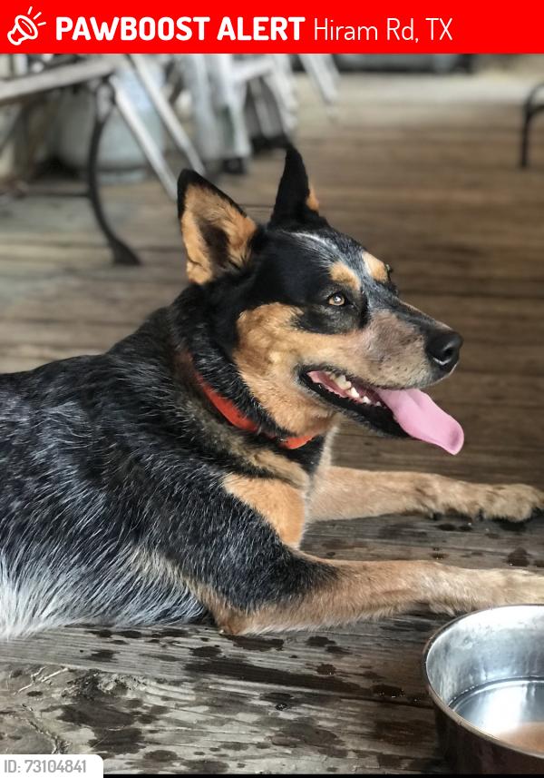 Lost Female Dog last seen Hiram road Near i20, Hiram Rd, TX 75161