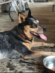 Lost Female Dog last seen Hiram road Near i20, Hiram Rd, TX 75161
