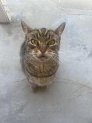 Reunited Female Cat last seen Everest st and corby ave, Norwalk, CA 90650
