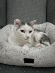 Lost Male Cat last seen Penderbrook Neighborhood , Fairfax, VA 22033