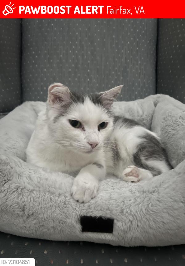 Lost Male Cat last seen Penderbrook Neighborhood , Fairfax, VA 22033