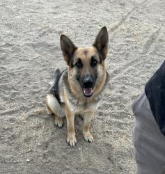 Lost Female Dog last seen Pacioma & peteluma road, Victorville, CA 92392