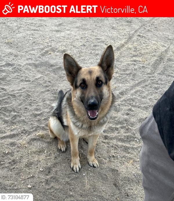 Lost Female Dog last seen Pacioma & peteluma road, Victorville, CA 92392