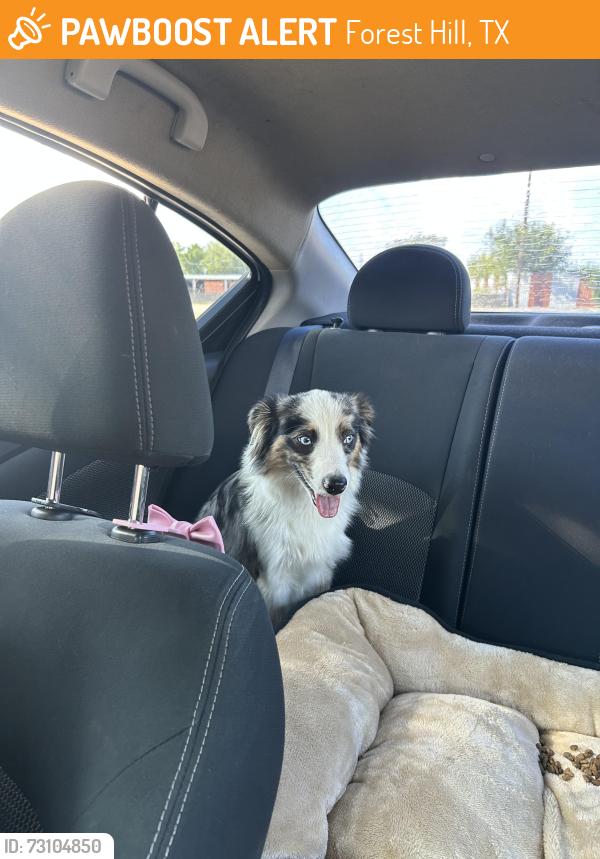 Found/Stray Male Dog last seen Near mansfield hwy, Forest Hill, TX 76119