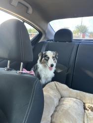 Found/Stray Male Dog last seen Near mansfield hwy, Forest Hill, TX 76119