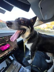 Reunited Male Dog last seen Baskin Robbins, West Covina, CA 91790