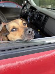 Found/Stray Female Dog last seen Walgreens at 5005 Mackay Rd, Jamestown, NC 27282, Jamestown, NC 27282
