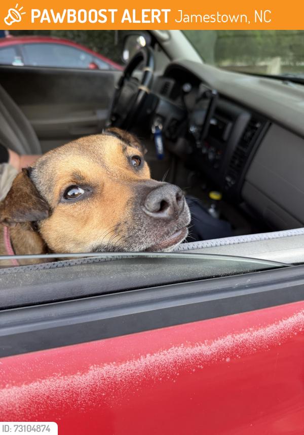 Found/Stray Female Dog last seen Walgreens at 5005 Mackay Rd, Jamestown, NC 27282, Jamestown, NC 27282