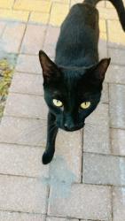 Lost Male Cat last seen Catalina Dr and Shell, DeBary, FL 32713