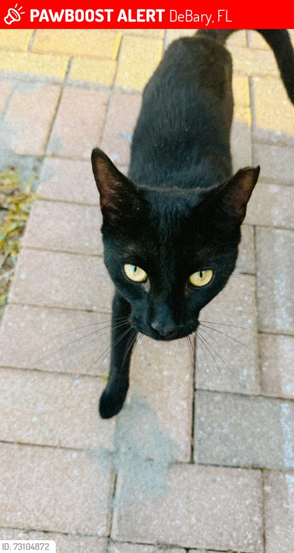 Lost Male Cat last seen Catalina Dr and Shell, DeBary, FL 32713