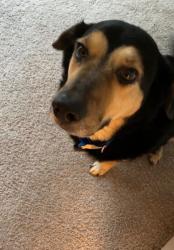 Reunited Male Dog last seen Virginia and Custer, McKinney, TX 75071