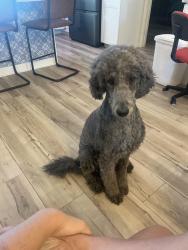 Reunited Male Dog last seen Wylam , Port Charlotte, FL 33954