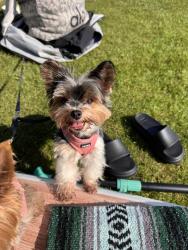 Lost Female Dog last seen Near story rd San Jose ca, San Jose, CA 95127
