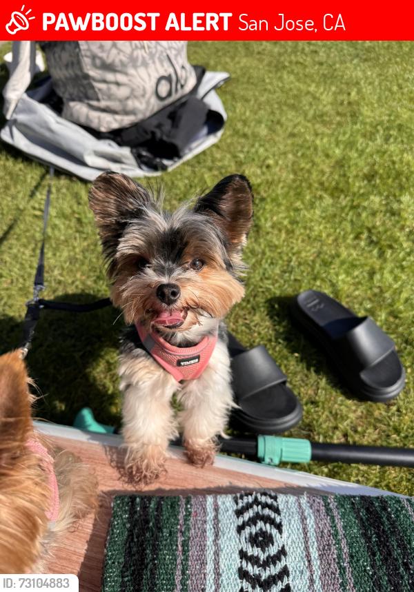 Lost Female Dog last seen Near story rd San Jose ca, San Jose, CA 95127