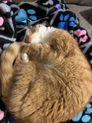 Reunited Male Cat last seen Greenes at Bunnell Hill, near Brookside and Laurel Glen/Yankee St, Springboro, OH 45066