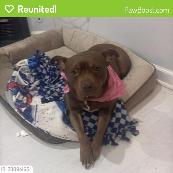 Reunited Female Dog last seen Near Jessie Davis , Douglasville, GA 30134