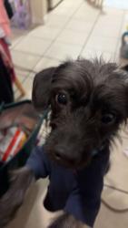Reunited Male Dog last seen Horizon hill & fountainhead, San Antonio, TX 78229
