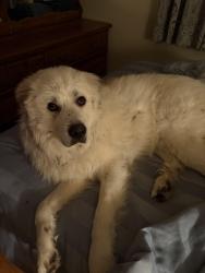 Reunited Male Dog last seen Near North Street Morrisville NY 13408, Morrisville, NY 13408