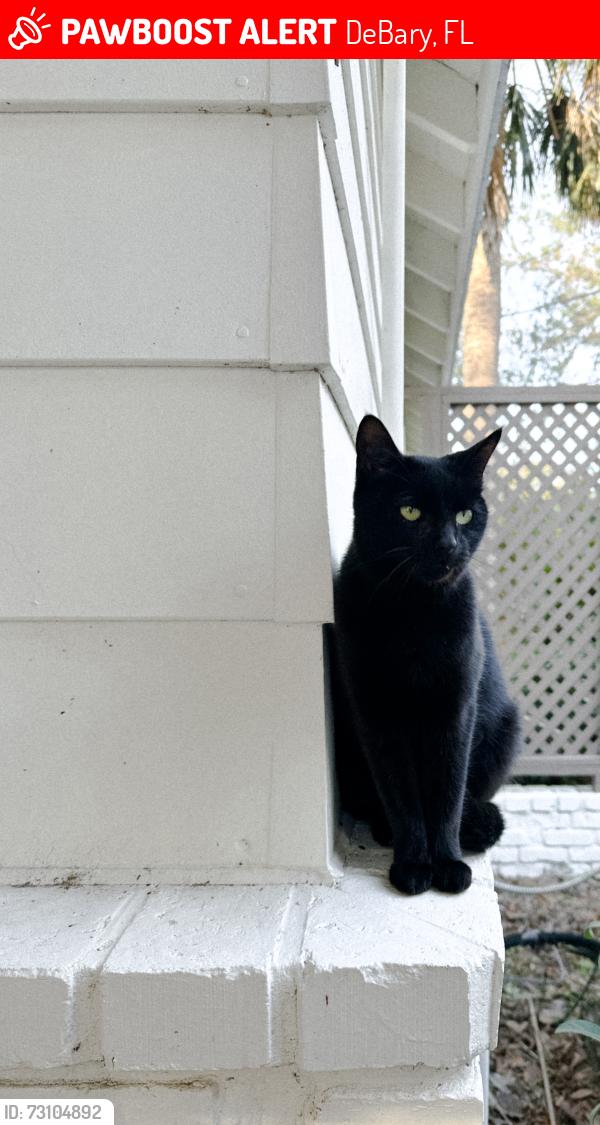 Lost Female Cat last seen Catalina Dr and Shell, DeBary, FL 32713