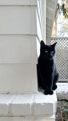 Lost Female Cat last seen Catalina Dr and Shell, DeBary, FL 32713