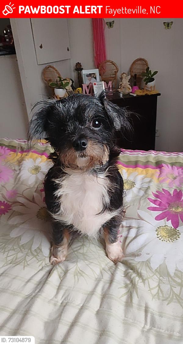 Lost Female Dog last seen Ramsey, Fayetteville, NC 28301