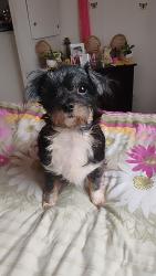 Lost Female Dog last seen Ramsey, Fayetteville, NC 28301