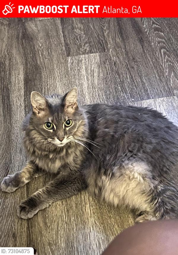 Lost Male Cat last seen Hyatt Place Buckhead, Atlanta, GA 30305