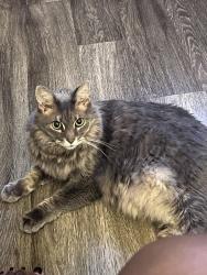 Lost Male Cat last seen Hyatt Place Buckhead, Atlanta, GA 30305