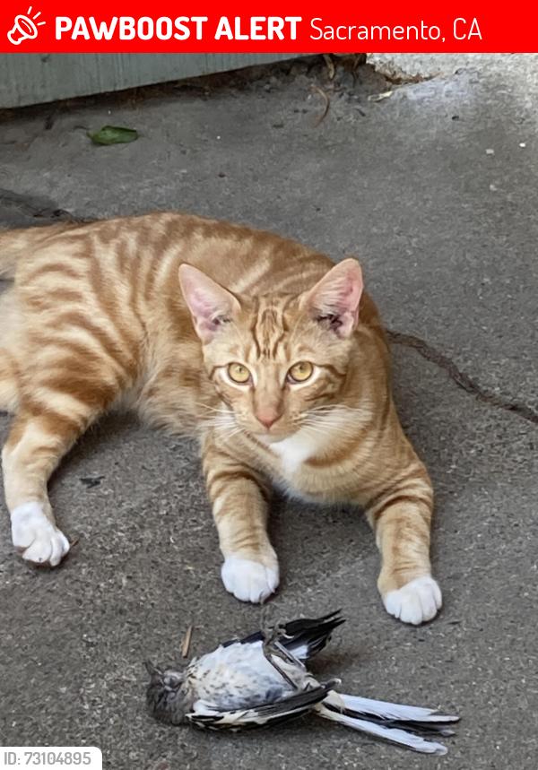 Lost Male Cat last seen 53rd Street, Sacramento, CA 95817