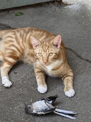 Lost Male Cat last seen 53rd Street, Sacramento, CA 95817