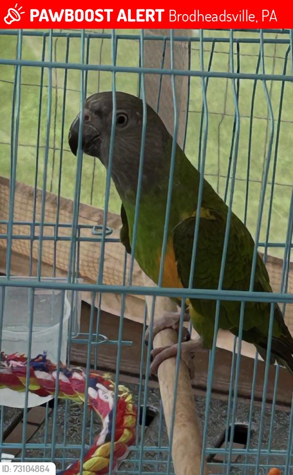Lost Female Bird last seen Shadow Ridge Dr. & rt. 115 , Brodheadsville, PA 18322