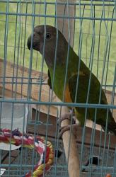 Lost Female Bird last seen Shadow Ridge Dr. & rt. 115 , Brodheadsville, PA 18322