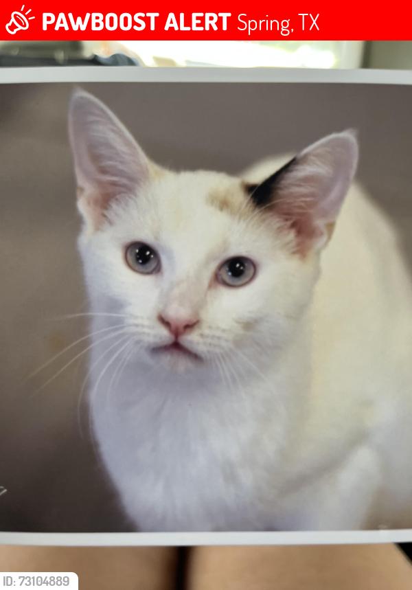 Lost Female Cat last seen Ivygate, Spring, TX 77373