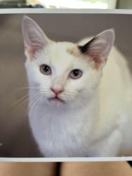Lost Female Cat last seen Ivygate, Spring, TX 77373