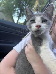 Found/Stray Male Cat last seen Sunflower Cv, Jonesboro, AR 72404