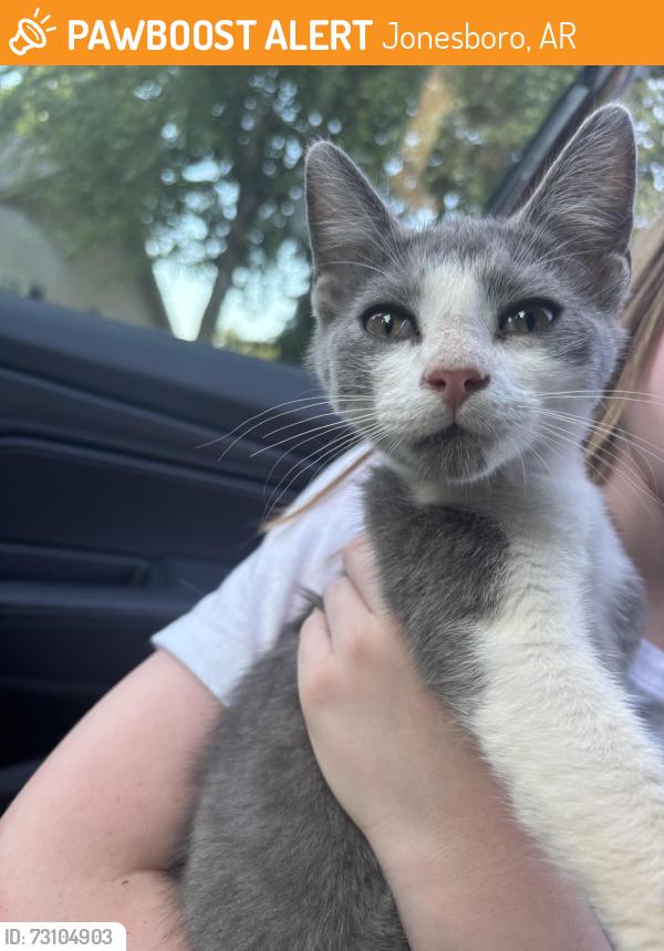 Found/Stray Male Cat last seen Sunflower Cv, Jonesboro, AR 72404