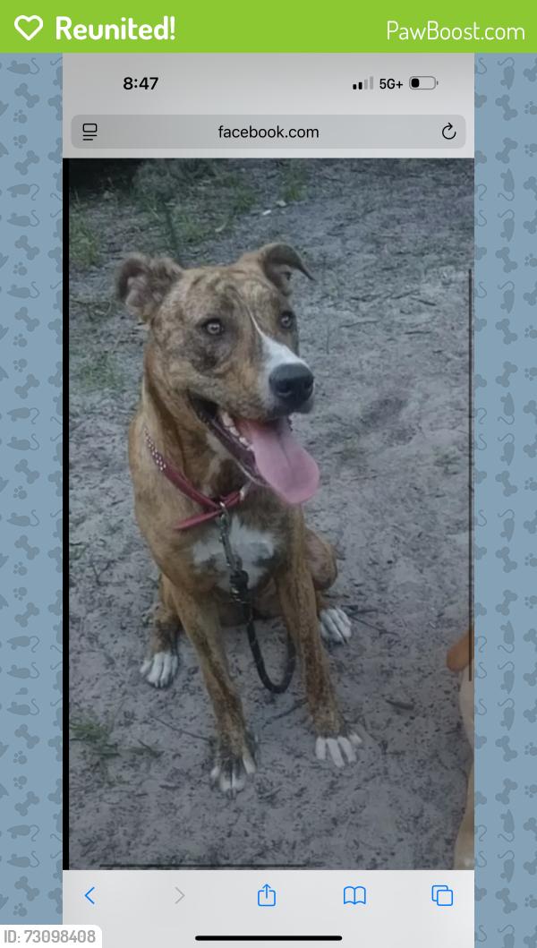 Reunited Female Dog last seen Vassar Ct , Hudson, FL 34667
