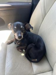 Reunited Female Dog last seen McGar street and Live Oak, New Braunfels, TX 78130