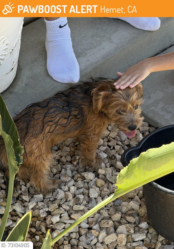 Found/Stray Male Dog last seen McIntosh dr, Hemet, CA 92544