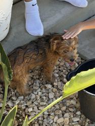 Found/Stray Male Dog last seen McIntosh dr, Hemet, CA 92544