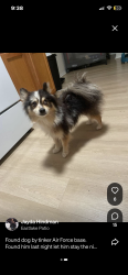 Found/Stray Male Dog last seen Sooner rd, Oklahoma City, OK 73129