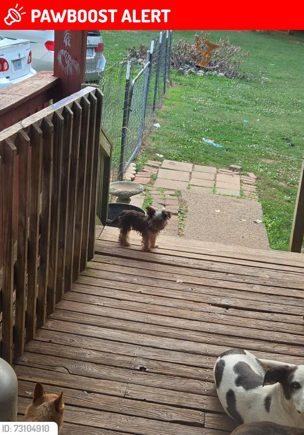 Lost Male Dog last seen Wright rd and Howard rd, Amelia Court House, VA 23002