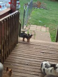 Lost Male Dog last seen Wright rd and Howard rd, Amelia Court House, VA 23002