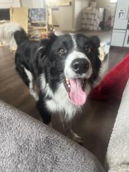 Lost Male Dog last seen Holland Road and Purfoy Road, behind a tractorand ran off into the baseball field area nearby, Fuquay-Varina, NC 27526