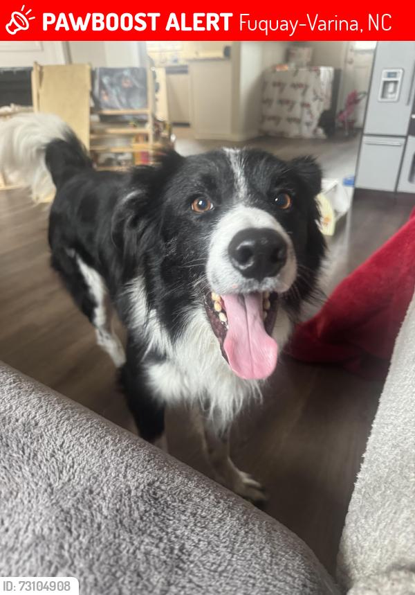 Lost Male Dog last seen Holland Road and Purfoy Road, behind a tractorand ran off into the baseball field area nearby, Fuquay-Varina, NC 27526