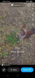 Lost Female Dog last seen Blair street and Indiana, Corona, CA 92879